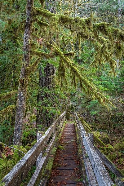 Washington State-Olympic National Park Walkway through bigleaf maples forest